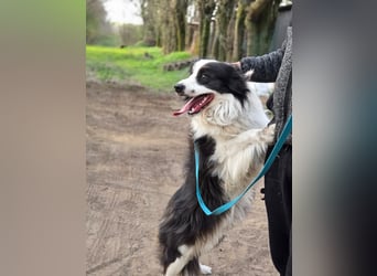 Ozan, kinderfreundlicher Border Collie geb. 04/2024