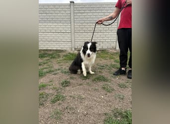 Ozan, kinderfreundlicher Border Collie geb. 04/2024