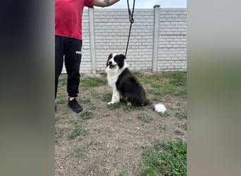 Ozan, kinderfreundlicher Border Collie geb. 04/2024