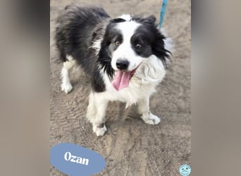 Ozan - super lieb und freundlich