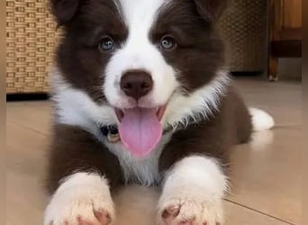 Border Collie   Hündin – geimpft, entwurmt, gechipt, mit EU-Heimtierausweis   Liebenswerte kinde