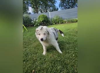 BORDER COLLIE Welpe Buddy