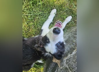 BORDER COLLIE Welpe Bruno