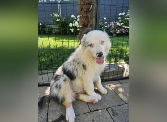 BORDER COLLIE Welpe Buddy