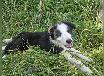 BORDER COLLIE Welpe Bruno