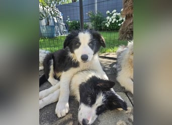 BORDER COLLIE Welpe Bruno