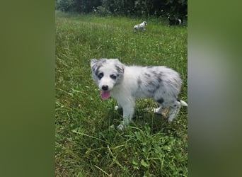 BORDER COLLIE Welpe Bandit