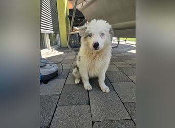 BORDER COLLIE Welpe Buddy