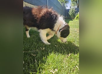 BORDER COLLIE Welpe Bruno