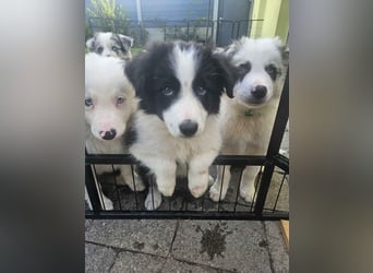 BORDER COLLIE Welpe Bandit