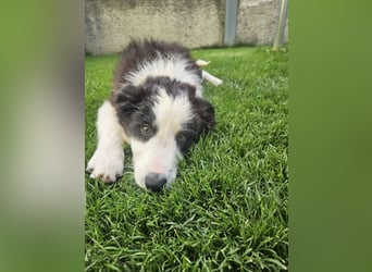 BORDER COLLIE Welpe Bruno