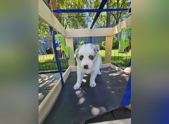 BORDER COLLIE Welpe Bandit