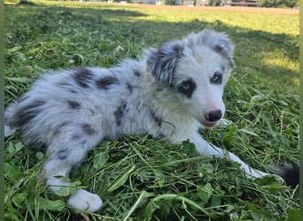 BORDER COLLIE Welpe Bandit