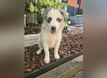 BORDER COLLIE Welpe Bandit