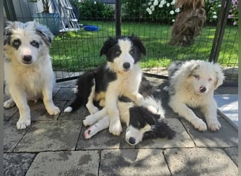 BORDER COLLIE Welpe Bruno