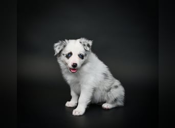 BORDER COLLIE Welpe Bandit