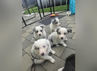 BORDER COLLIE Welpe Bandit