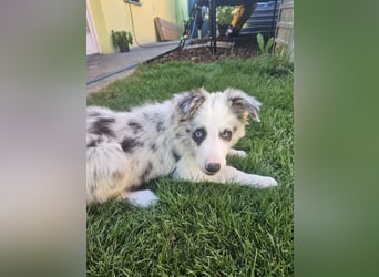 BORDER COLLIE Welpe Bandit