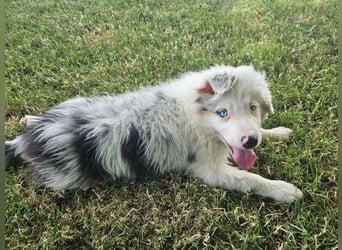 BORDER COLLIE Welpe Buddy