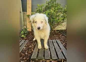 BORDER COLLIE Welpe Buddy