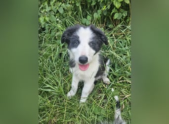 BORDER COLLIE Welpe Bruno