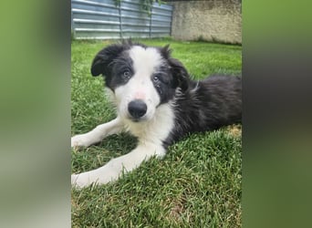 BORDER COLLIE Welpe Bruno