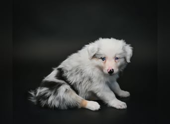 BORDER COLLIE Welpe Buddy
