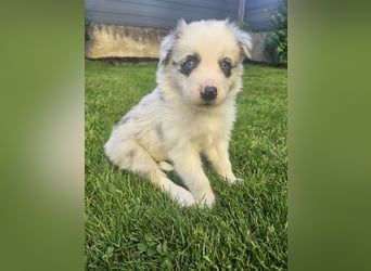 BORDER COLLIE Welpe Bandit