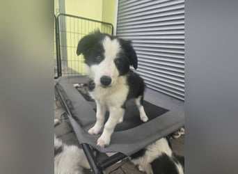 BORDER COLLIE Welpe Bruno