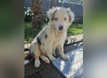 BORDER COLLIE Welpe Buddy