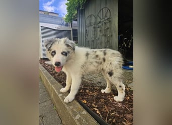 BORDER COLLIE Welpe Bandit