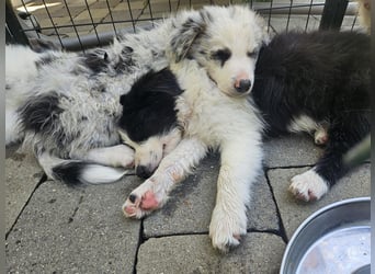 BORDER COLLIE Welpe Bandit