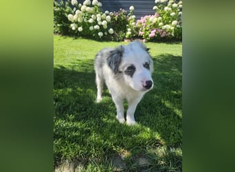 BORDER COLLIE Welpe Bandit