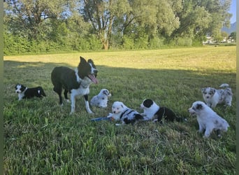 BORDER COLLIE Welpe Bruno