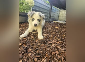 BORDER COLLIE Welpe Bandit