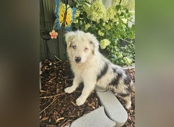 BORDER COLLIE Welpe Buddy