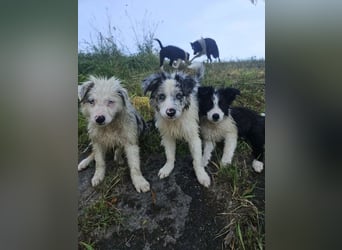 BORDER COLLIE Welpe Buddy