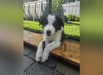 BORDER COLLIE Welpe Bruno