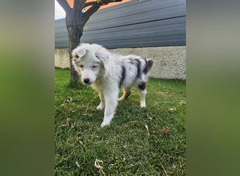 BORDER COLLIE Welpe Buddy