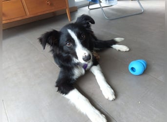 FABIO ❤️ einfach liebevoll, Pflegefamilie Brilon