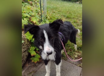 FABIO ❤️ einfach liebevoll, Pflegefamilie Brilon