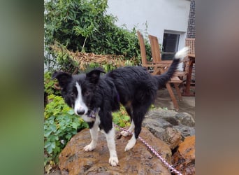 FABIO ❤️ einfach liebevoll, Pflegefamilie Brilon