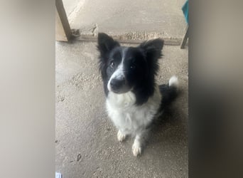 TINA ca. 11 J. sehr liebe, brave Border Collie-Hündin sucht