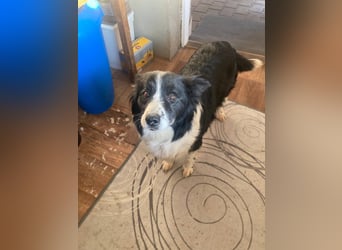 TINA ca. 11 J. sehr liebe, brave Border Collie-Hündin sucht