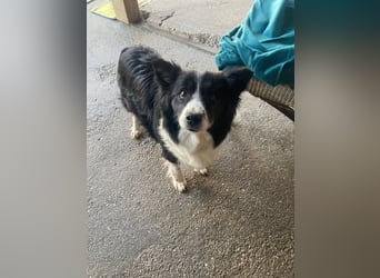 TINA ca. 11 J. sehr liebe, brave Border Collie-Hündin sucht