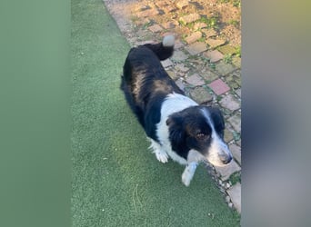 TINA ca. 11 J. sehr liebe, brave Border Collie-Hündin sucht