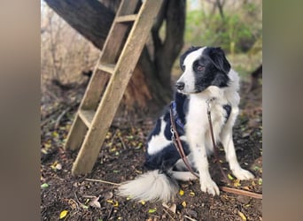 Oreo - wartet auf ein richtiges Zuhause