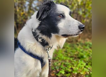 Oreo - wartet auf ein richtiges Zuhause