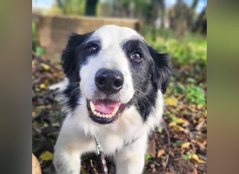Oreo - wartet auf ein richtiges Zuhause
