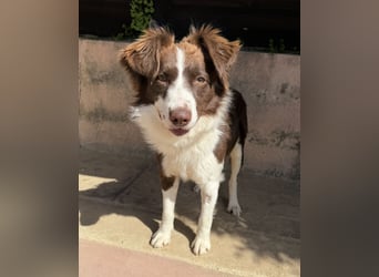 Border Collie Faye wartet auf unserem Tierschutzhof in Portugal!